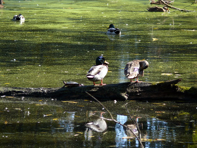 Ducks and Turtles at Blandford Nature Center