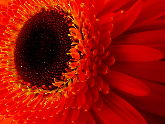 IMG_2217 the Barberton daisy (Gerbera jamesonii) , red , 非洲菊