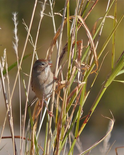 Field Sparrow Eating Grass Seeds - 1