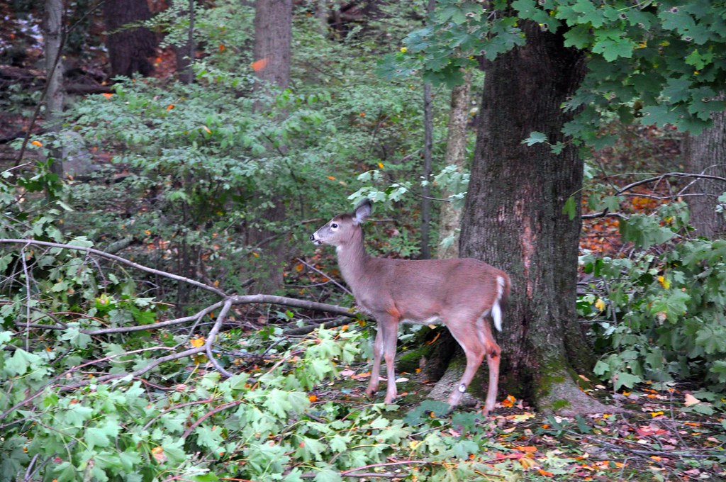 2011-11-02 - Deer in the Yard 006