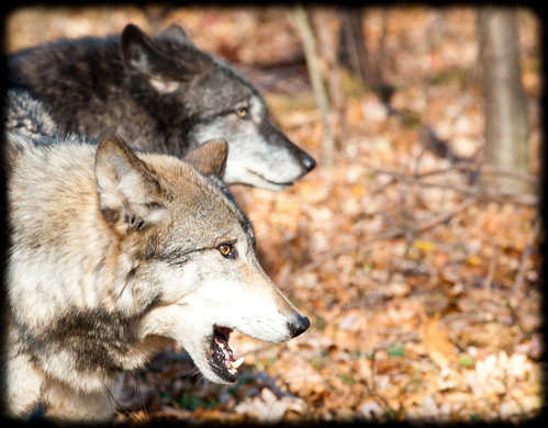 Lakota Wolves-Timber Wolves by gunnarkelly