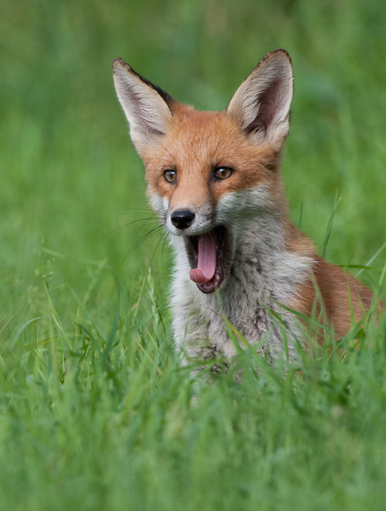 fox yawn