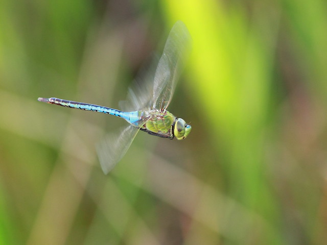 Green Darner Dragonfly - Anax junius