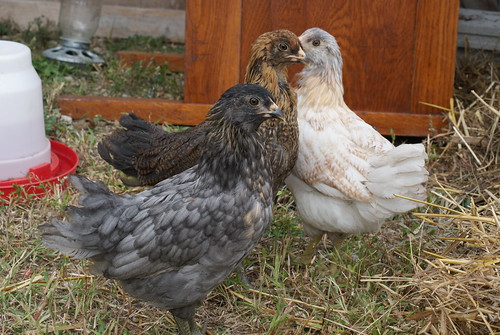 New Chickens, about 6 weeks and happy to be outside
