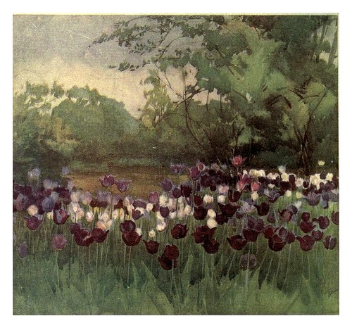 029-Tulipanes Darwin- Flower grouping in English, Scotch & Irish gardens 1907- Margaret Waterfield
