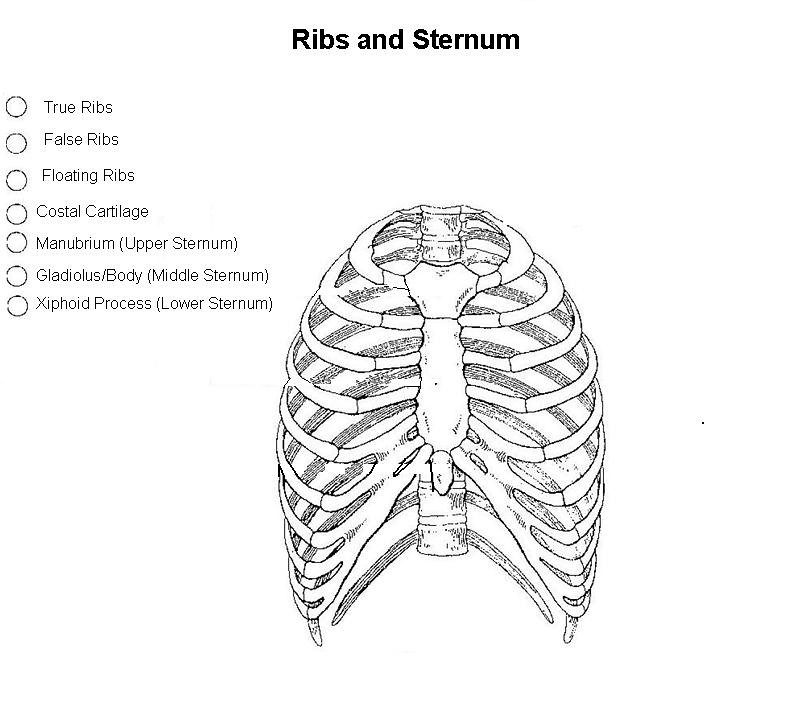 Ribs and Sternum