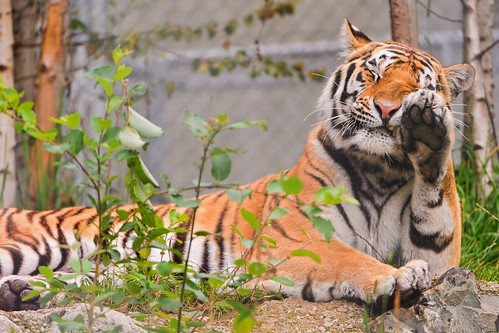  無料写真素材, 動物 , 虎・トラ  