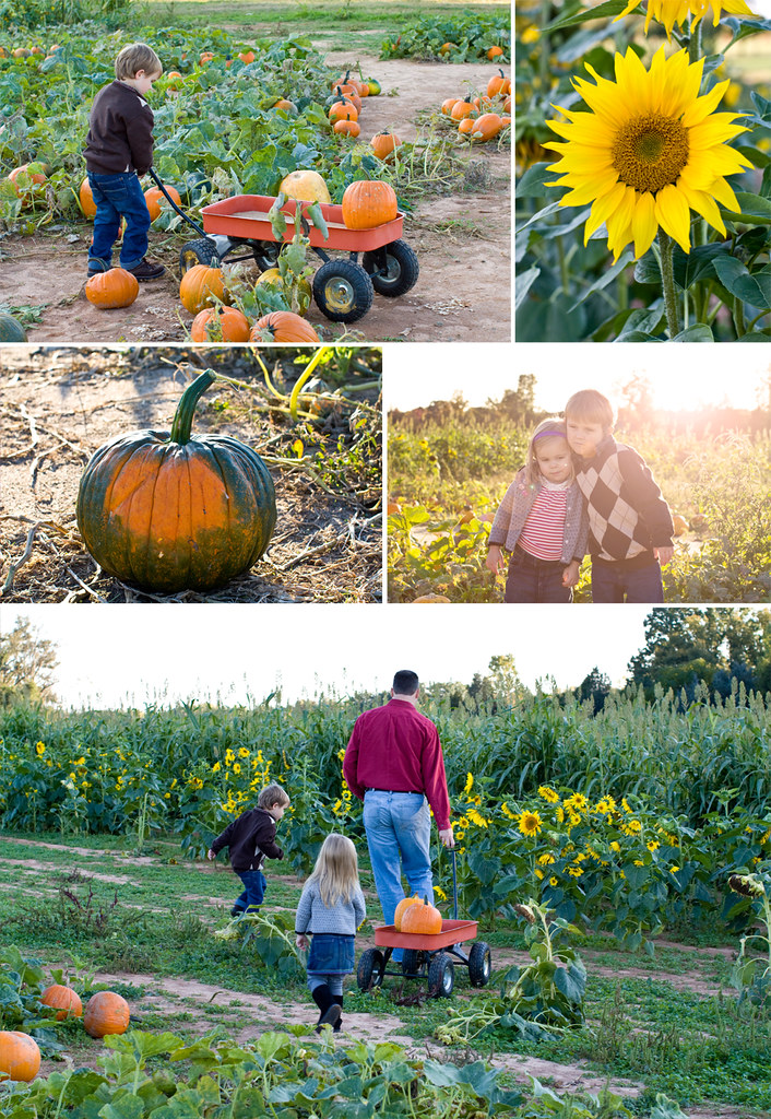 Storyboard 1 Flickr Best child family photographer in charlotte huntersville Concord Kannapolis pumpkin patch photography