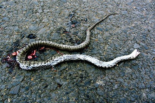 Dead Snake Roadkill