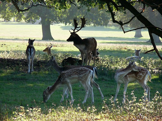 25209 - Fallow Deer, Holkham Hall