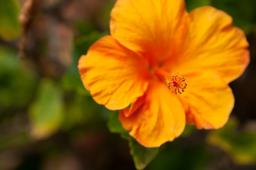 hawaii flower 3