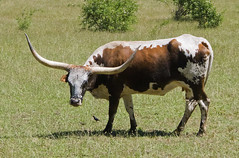 ashland cattle