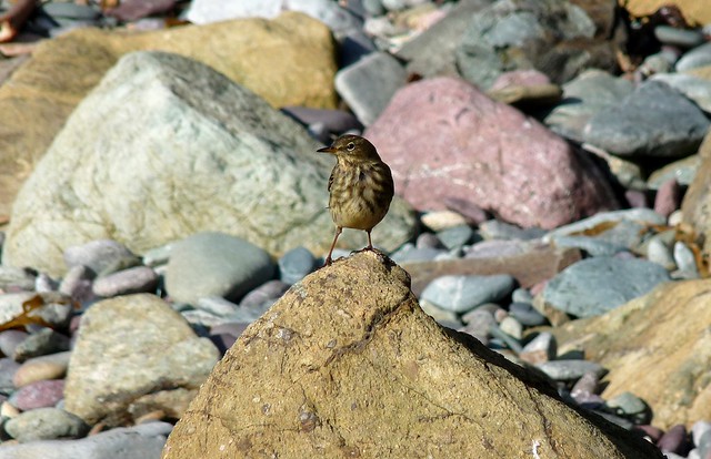 25263 - Meadow Pipit