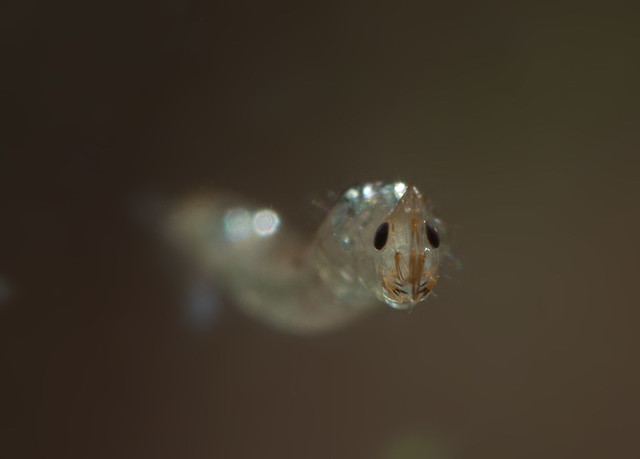 phantom midge larva edited