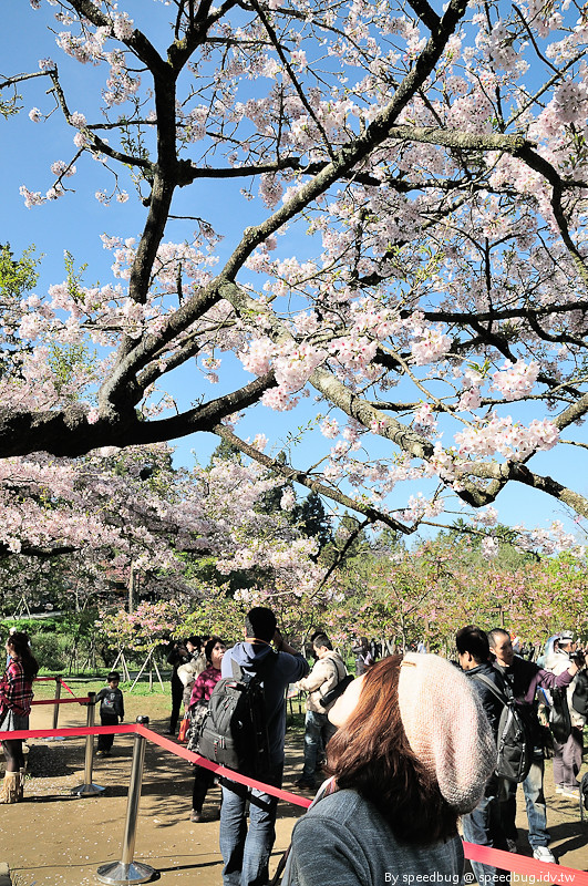 阿里山櫻花季80