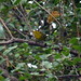 P9114065-1 Wilson's warbler