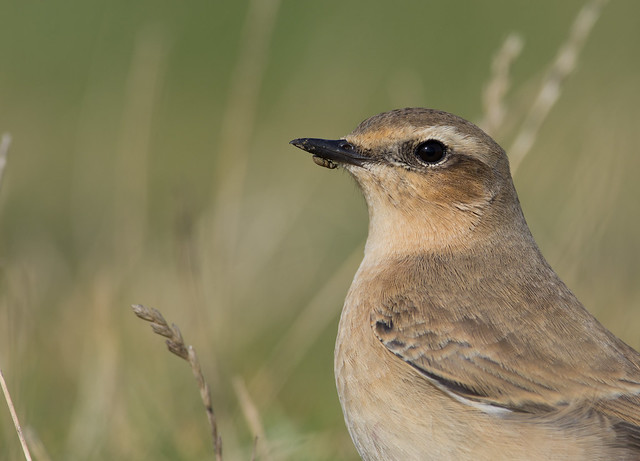 wheatear with weevil on beak afternoon 300mm 6