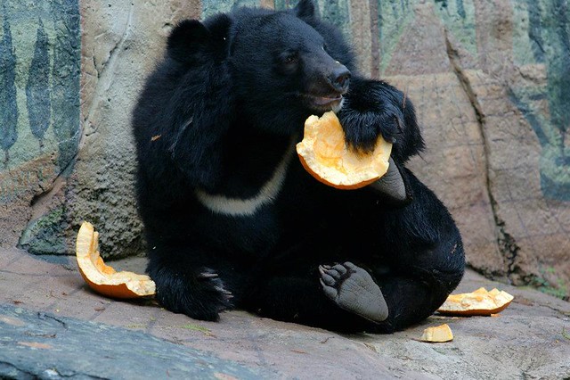 Медведь с тыквой (Taipei Zoo)