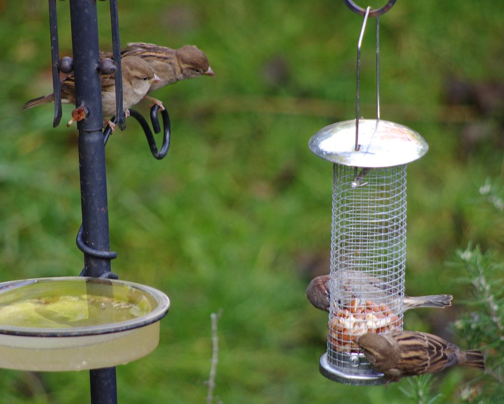 Sparrows 20111028 2
