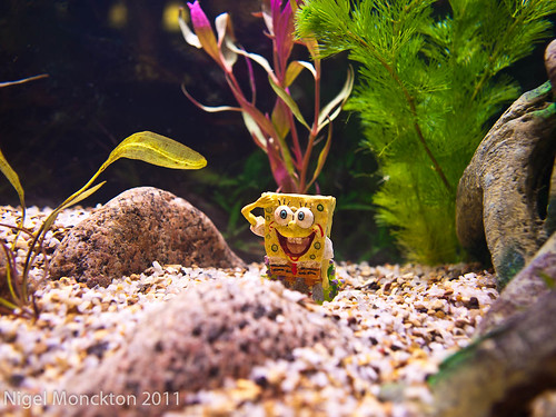 29 Oct 2011: Spongebob by nmonckton