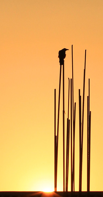 Sunrise bird on reinforcing rods