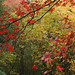 fall color, red maple posted by ophis to Flickr