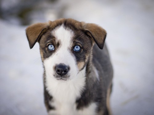 Puppy Sled Dog in Nome, AK by Livengood AK