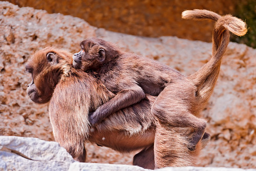 無料写真素材|動物|猿・サル|動物親子|ヒヒ