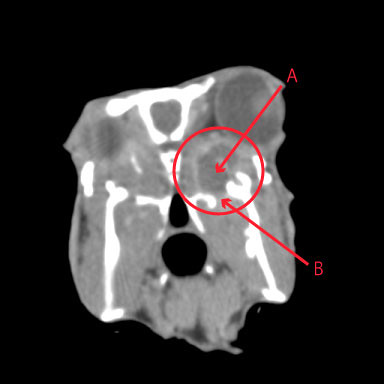 Rufus-post-constrast-CT-with-marks