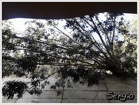 Cae un árbol en el patio  una vivienda de Jacinto Ruiz Mendoza