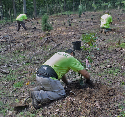 Workers planting native trees and shrubs in  Houston Meadow, Fairmount Park Philadelphia.  The goal is to restore this area to a meadow. Previously this area was a tangle of invasive vines and other exotic plants.  Prior to planting the contractor cleared the area and installed a deer fence.  Trees and shrubs are being planted around the perimeter and native grass in the interior.