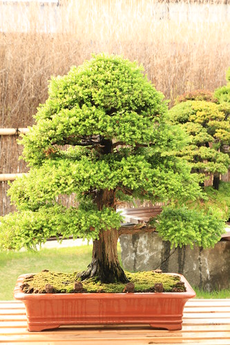 杉 Sugi (Japanese Cedar)- 盆栽美術館 - bonsai museum