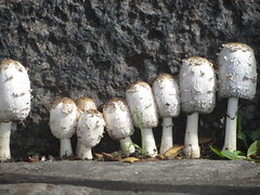 cheerful mushrooms
