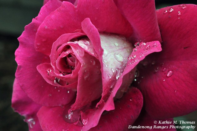 295-365 Deep pink rose