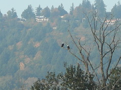 Two bald eagles on a Ross Island snag