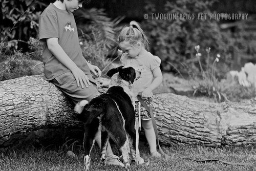 6. twoguineapigs-_MG_4051-bw-taylor+fosters by twoguineapigs pet photography