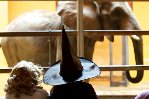 Witch gazing at the elephant.