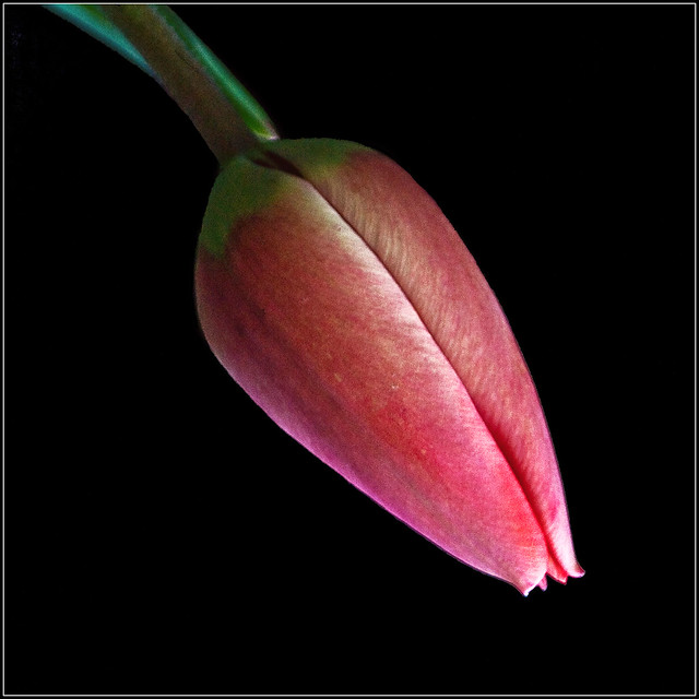 Hanging tulip