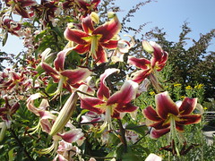 Lilium 'Scheherazade' blooms