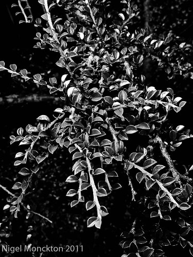 1000/365: 08 Nov 2011: Herringbone Cotoneaster by nmonckton