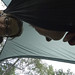 08-19-11: Under the Hammock, Out of the Rain