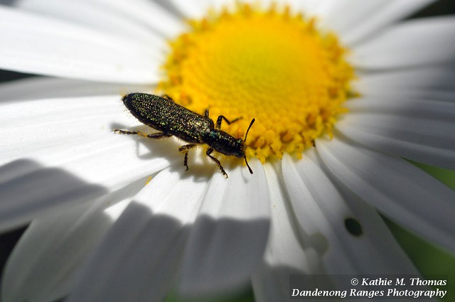 Speckled Green bug on daisy