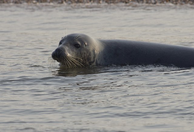 blakeney grey seal beached in water