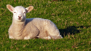 Spring Lamb, Storeton, Wirral.
