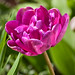 Dark pink Tulip