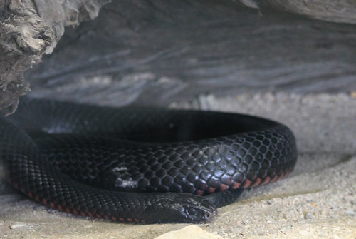 Red belly black snake
