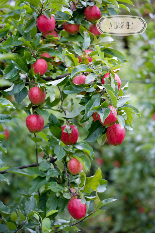 Color Me Pretty: Orchard Inspiration