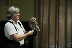 European Screech Owl