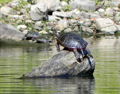 Parc de la Rivière-des-Mille-Îles, 11 September 2011, turtles