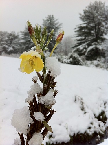 Flower in the snow
